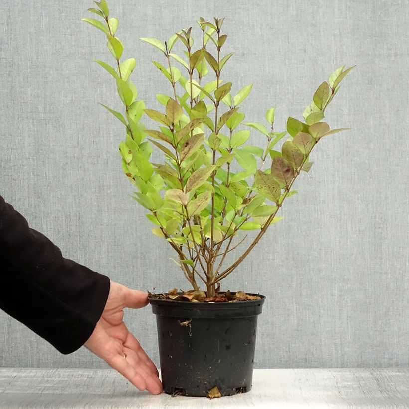 Example of Gelblaubiger Liguster - Ligustrum vicaryi Topf mit 2L/3L as you get in automne