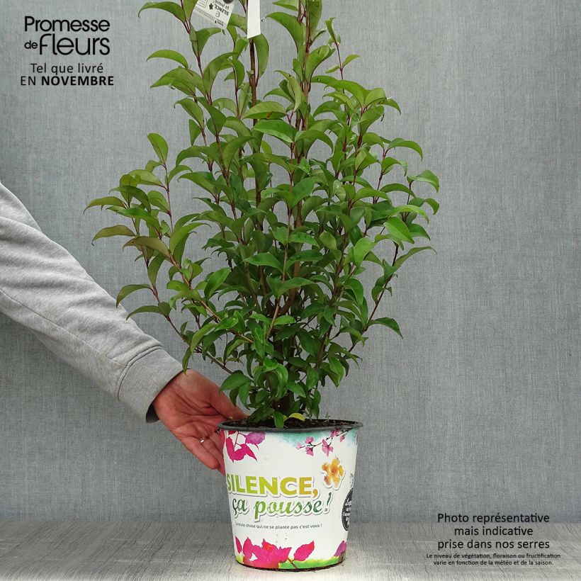 Example of Japanischer Liguster - Ligustrum japonicum Topf mit 1,5L/2L as you get in automne