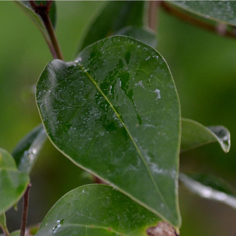 Japanischer Liguster - Ligustrum japonicum (Foliage)