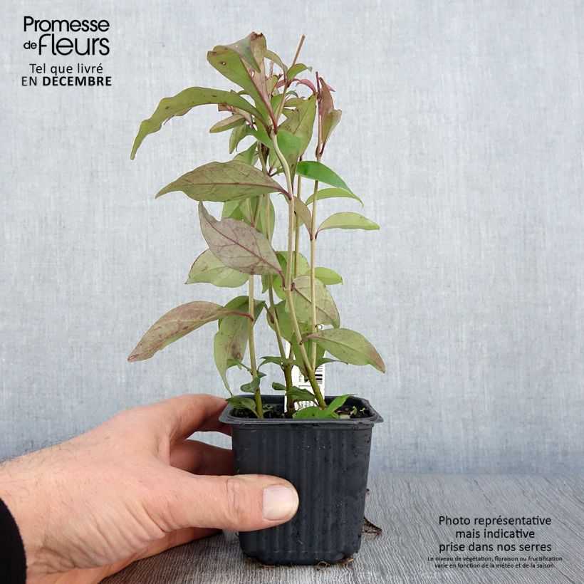 Example of Japanischer Liguster - Ligustrum japonicum Kleine Töpfe von 8/9 cm as you get in automne