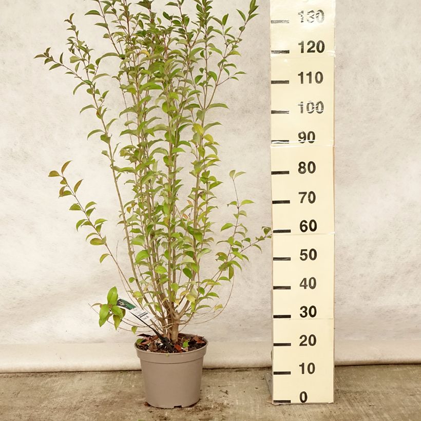 Example of Japanischer Liguster - Ligustrum japonicum Topf mit 7,5L/10L as you get in ete