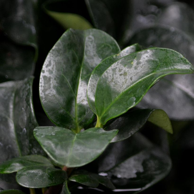 Japanischer Liguster Rotundifolium - Ligustrum japonicum (Foliage)
