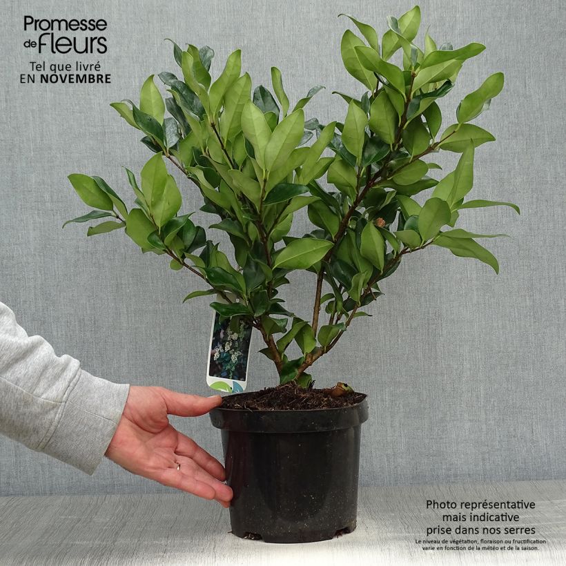 Example of Japanischer Liguster Texanum - Ligustrum japonicum Topf mit 2L/3L as you get in automne