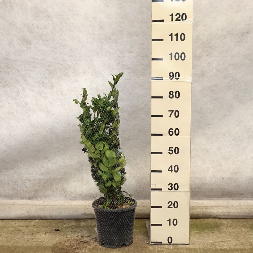 Example of Japanischer Liguster Texanum - Ligustrum japonicum Topf mit 7,5L/10L as you get in automne
