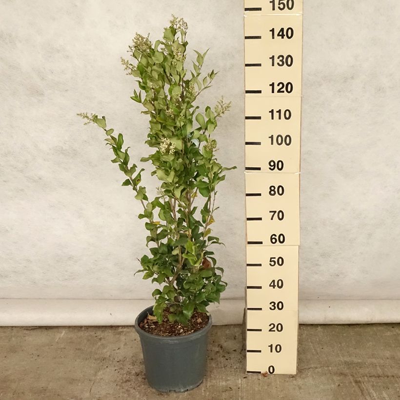Exemplar von Japanischer Liguster Texanum - Ligustrum japonicum Topf mit 7,5L/10L wie im Sommer geliefert