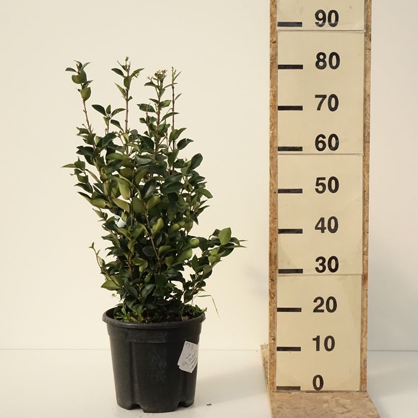 Exemplar von Japanischer Liguster Texanum - Ligustrum japonicum Topf mit 7,5L/10L wie im Winter geliefert
