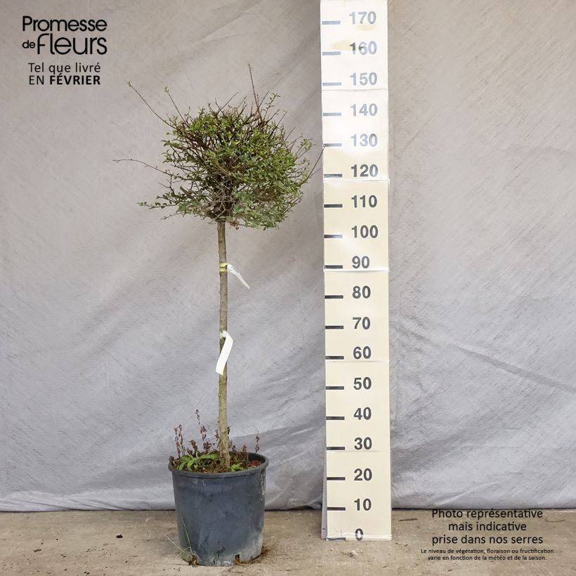 Exemplar von Delavays Liguster - Ligustrum delavayanum Topf mit 12L/15L wie im Winter geliefert