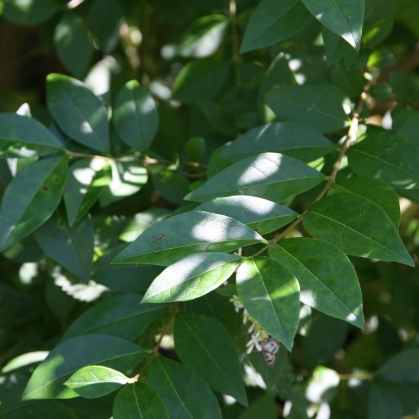 Ovalblättriger Liguster - Ligustrum ovalifolium (Foliage)