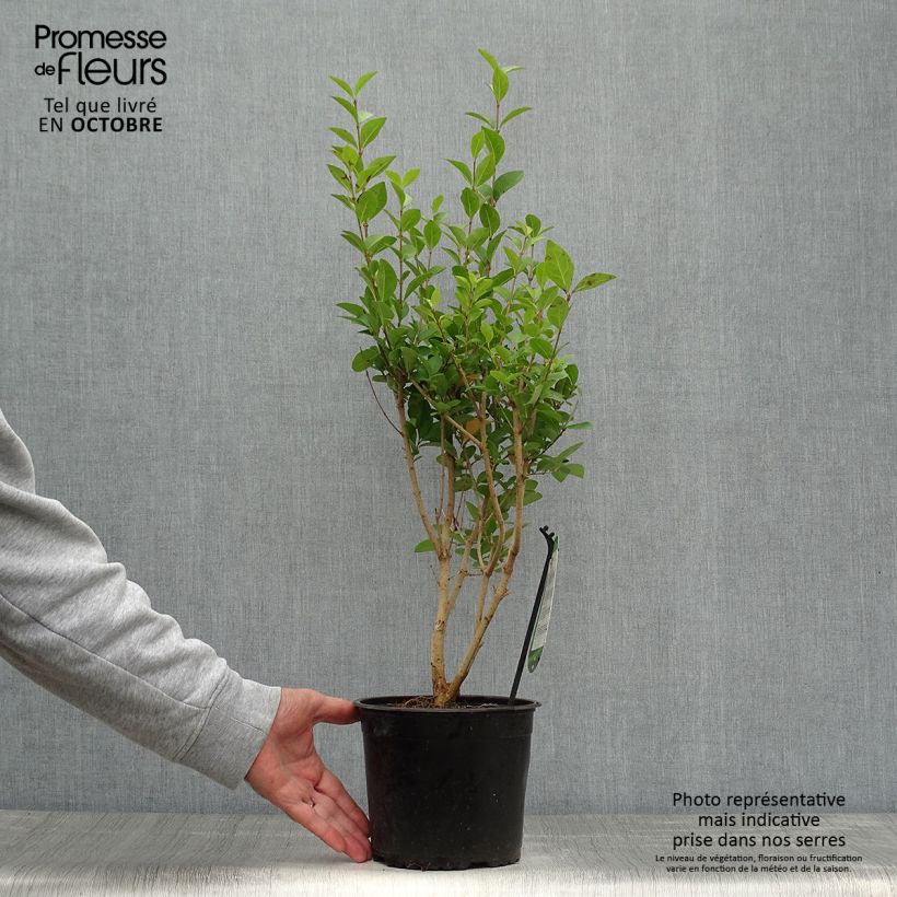 Example of Ovalblättriger Liguster - Ligustrum ovalifolium Topf mit 2L/3L as you get in automne