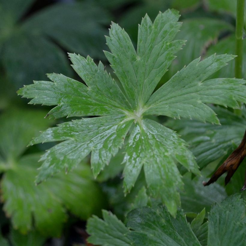 Chinesische Trollblume Golden Queen - Trollius chinensis (Foliage)
