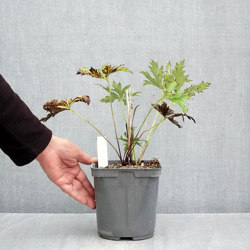 Exemplar von Chinesische Trollblume Golden Queen - Trollius chinensis Topf mit 2L/3L wie im Herbst geliefert