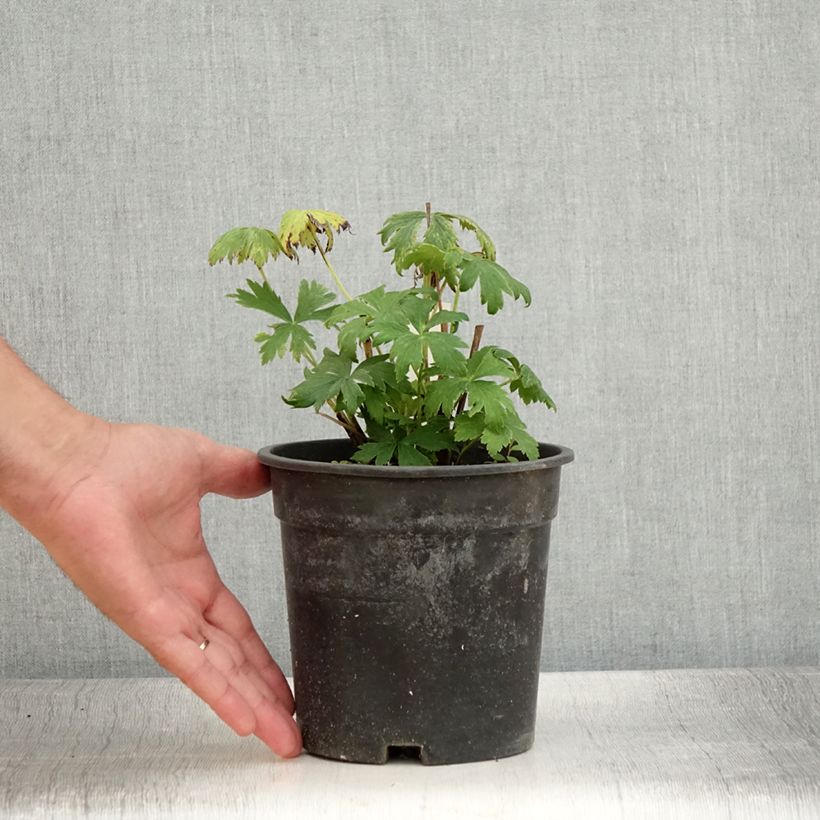 Example of Chinesische Trollblume Golden Queen - Trollius chinensis Topf mit 2L/3L as you get in ete