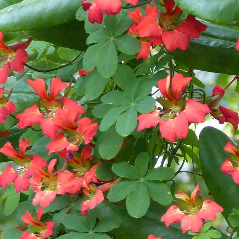 Tropaeolum speciosum - Pracht-Kapuzinerkresse (Foliage)