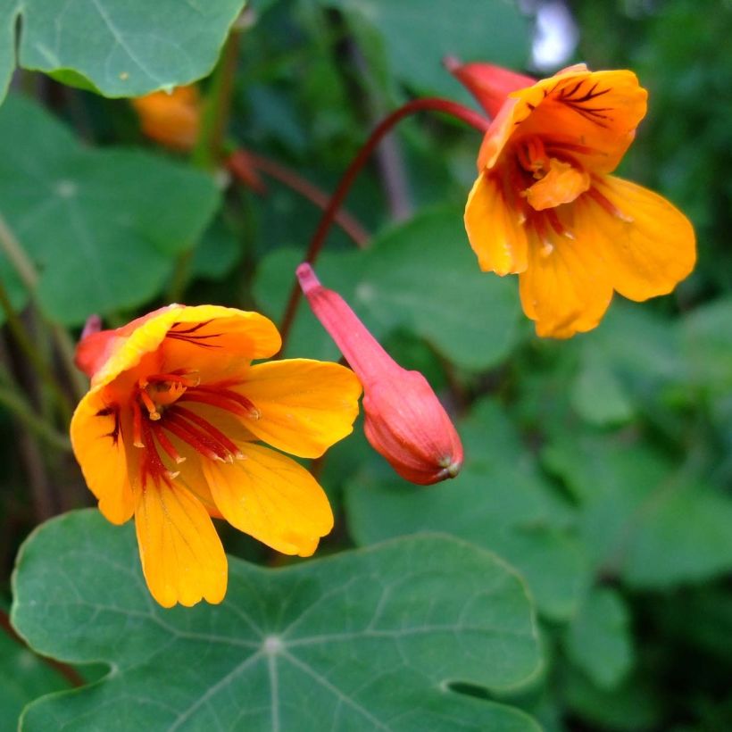 Tropaeolum tuberosum var. lineamaculatum Ken Aslet - Knollige Kapuzinerkresse (Flowering)