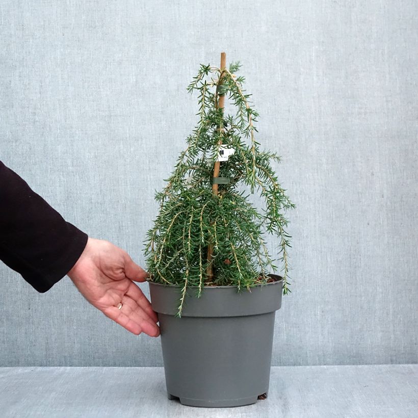 Exemplar von Tsuga heterophylla Thorssen's Weeper - Hemlockstanne Topf mit 4L/5L wie im Herbst geliefert