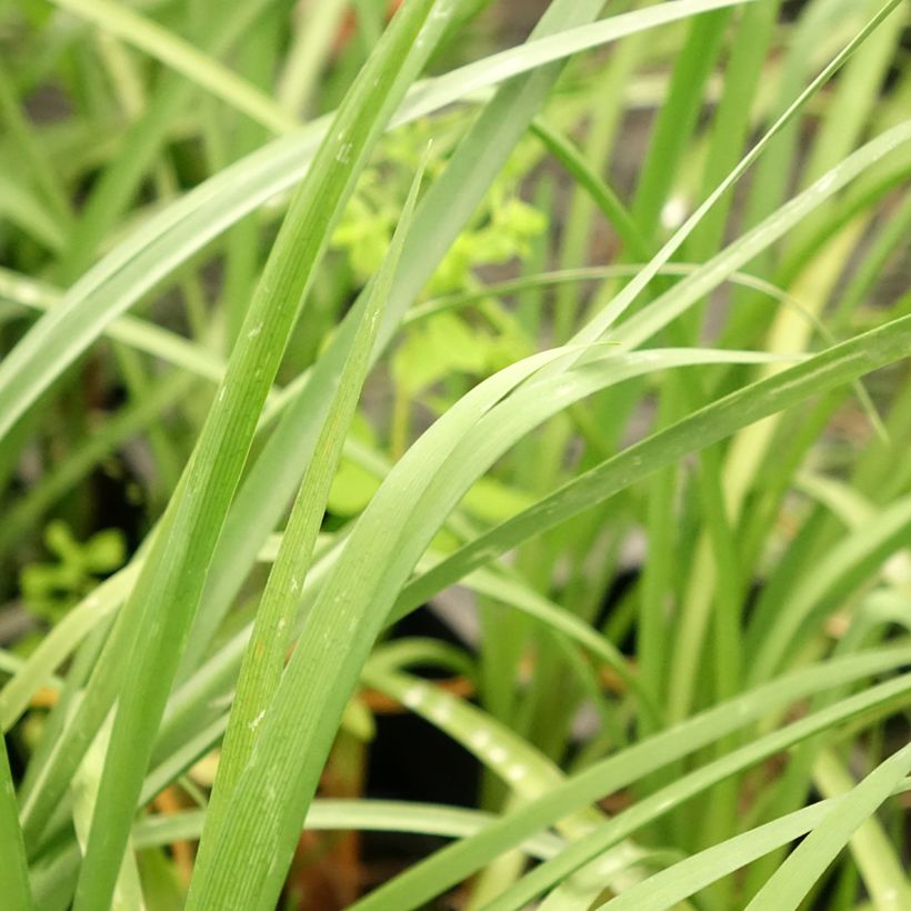 Tulbaghia cominsii Violacea (Foliage)