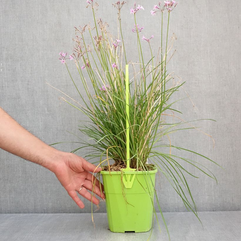 Example of Tulbaghia Dark Star Topf mit 3L/4L as you get in ete