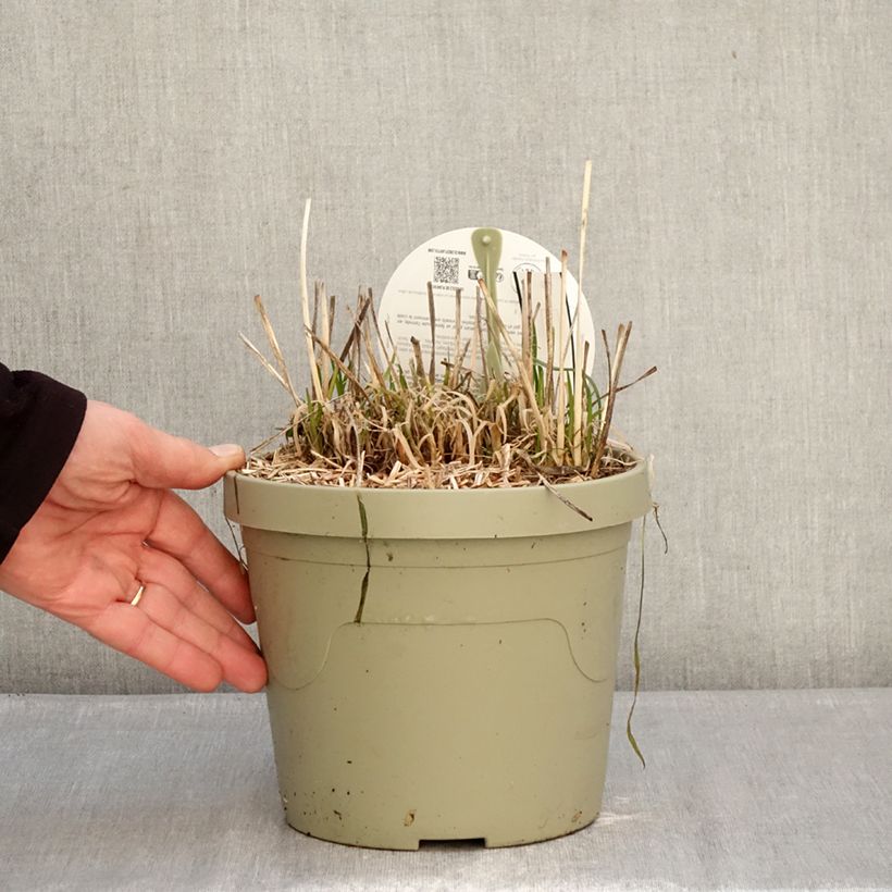 Exemplar von Tulbaghia Dark Star Topf mit 3L/4L wie im Winter geliefert