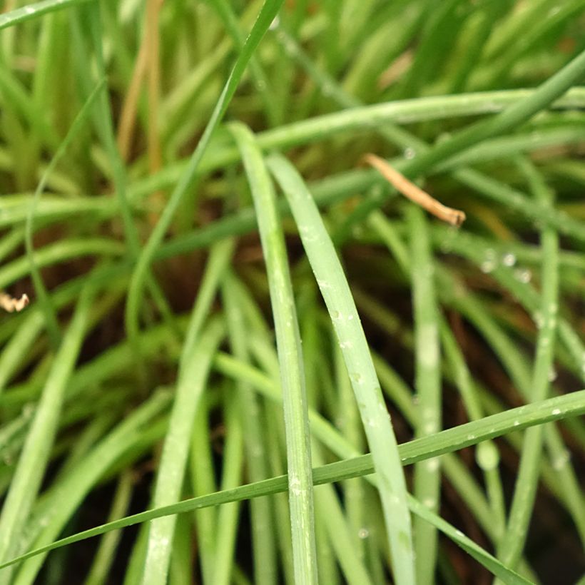 Tulbaghia Fairy Star (Foliage)