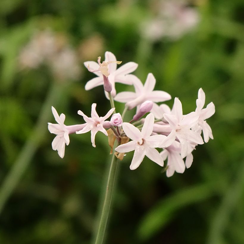 Tulbaghia Fairy Star (Flowering)