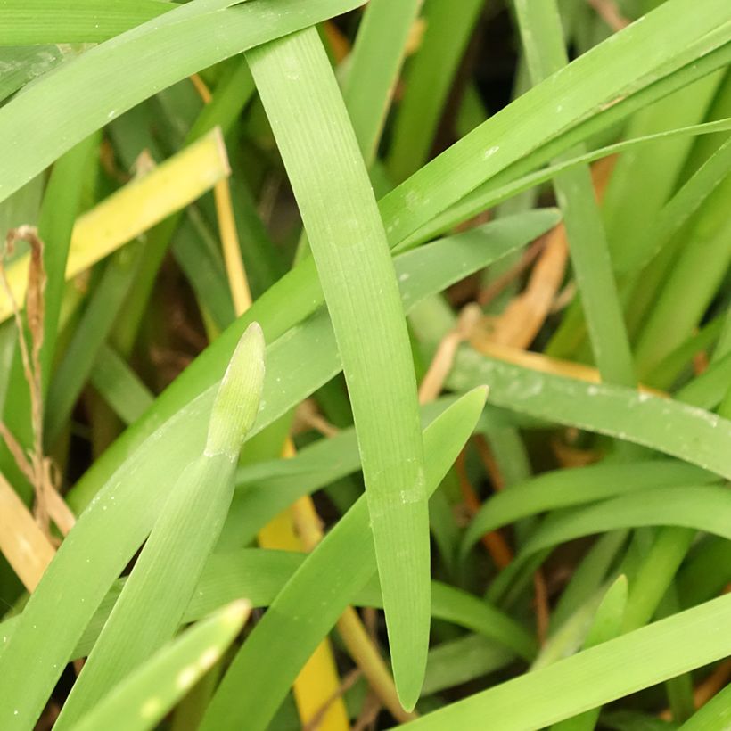 Tulbaghia violacea var. maritima simmleri Himba (Foliage)