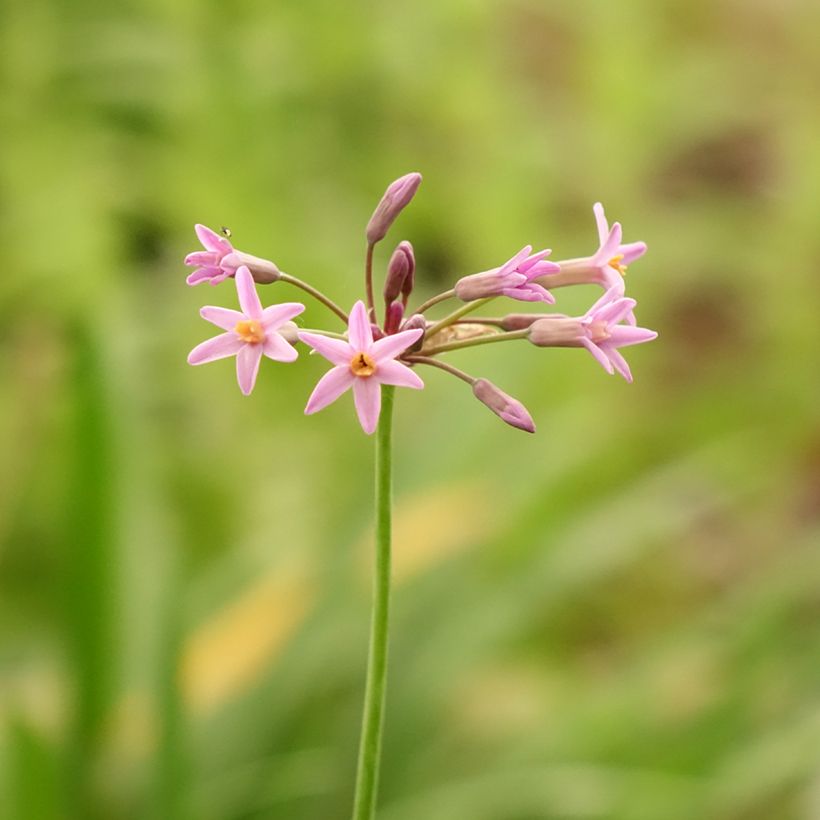 Tulbaghia violacea var. maritima simmleri Himba (Flowering)