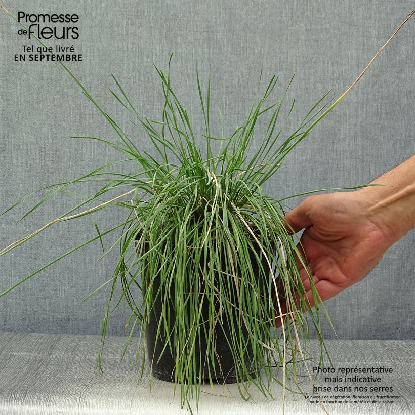 Example of Tulbaghia violacea Purple Eye Topf mit 2L/3L as you get in automne