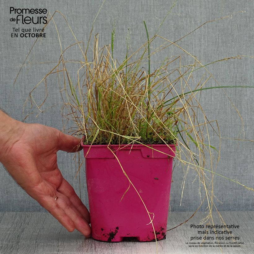 Example of Tulbaghia violacea Ashanti Topf mit 2L/3L as you get in automne