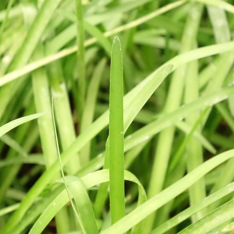 Tulbaghia violacea KIlimanjaro (Foliage)