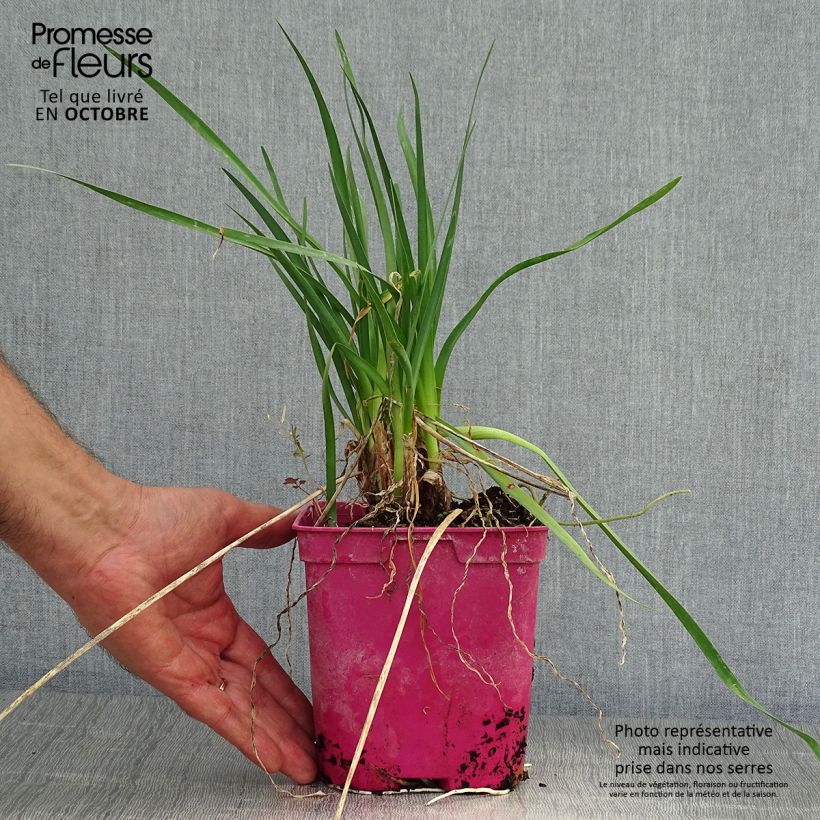 Example of Tulbaghia violacea Pearl Topf mit 2L/3L as you get in automne