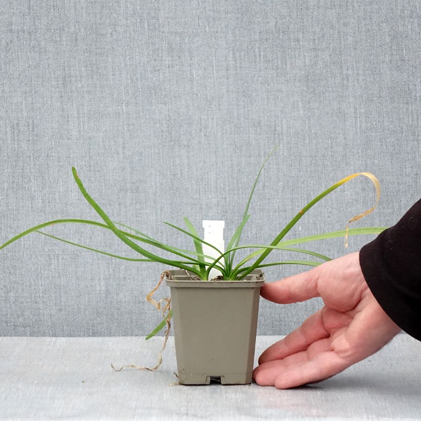 Exemplar von Tulbaghia violacea var. maritima Savannah Lightning Kleine Töpfe von 8/9 cm wie im Frühjahr geliefert