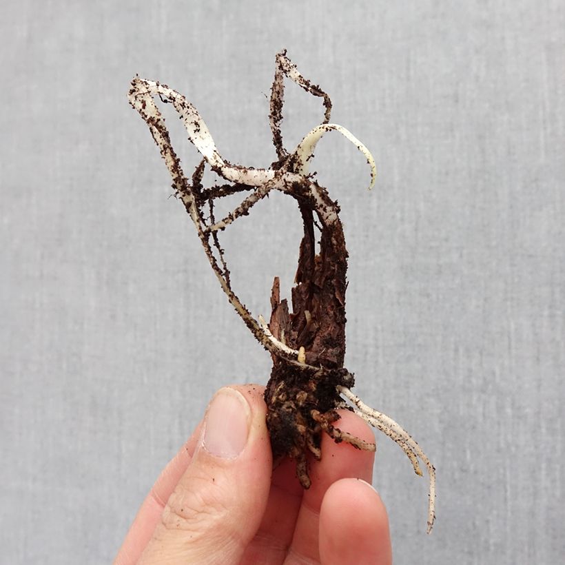 Example of Tulbaghia violacea Silver Lace Zwiebel size I as you get in printemps