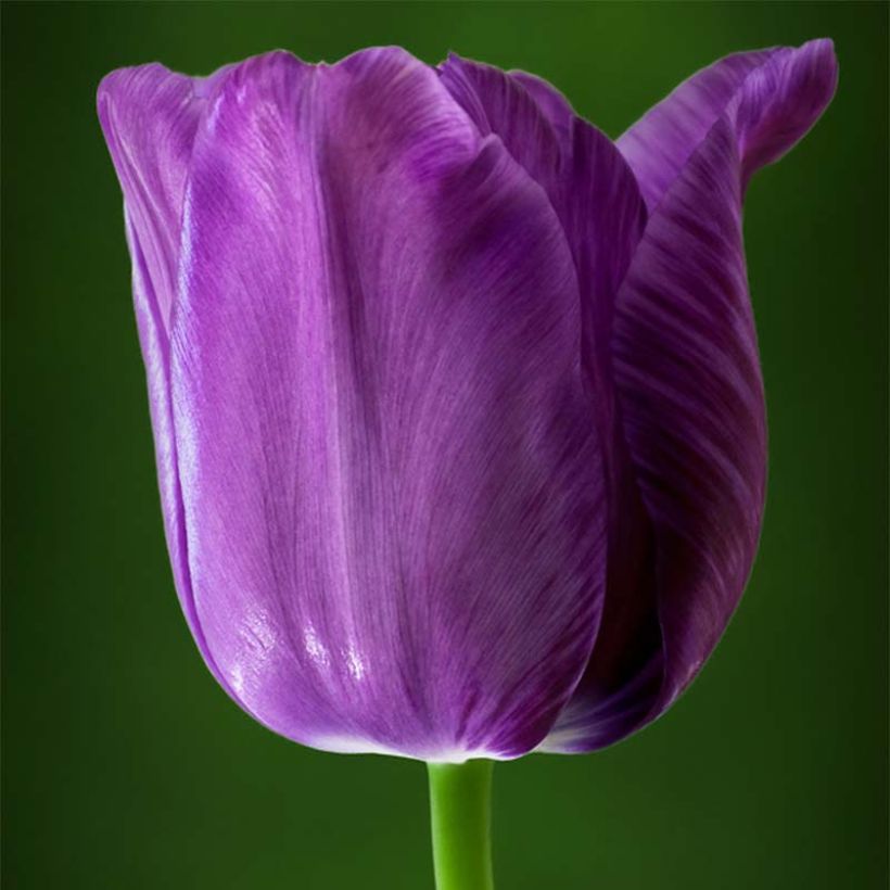 Späte Einfache Tulpe Bleu Aimable (Flowering)