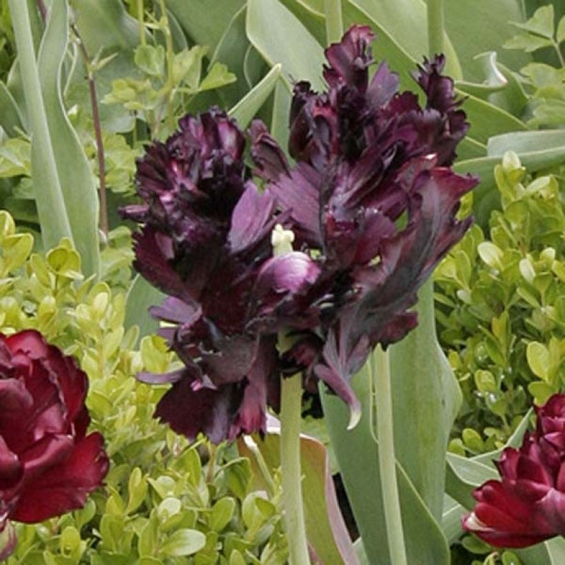 Papageien-Tulpe Black Parrot (Flowering)
