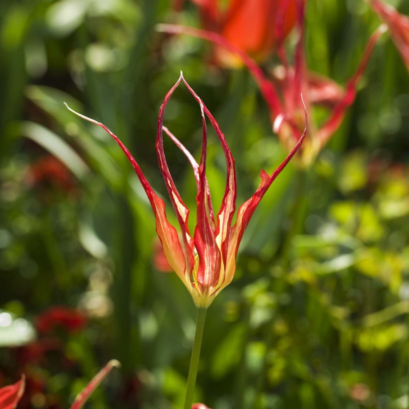 Tulipa acuminata - Horntulpe (Flowering)