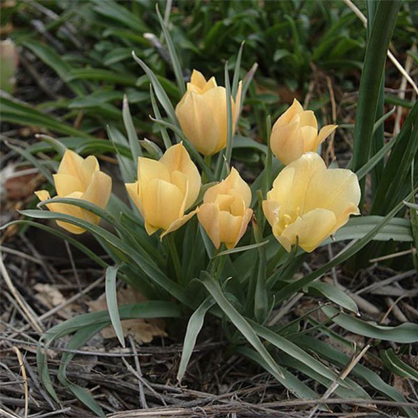 Tulipa batalinii Bright Gem - Leinblättrige Tulpe (Flowering)