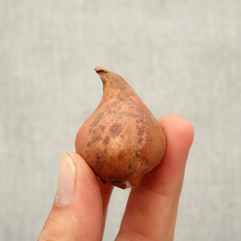 Example of Tulipa eichleri - Wildtulpe, Eichler-Tulpe Zwiebel size 10+ as you get in automne