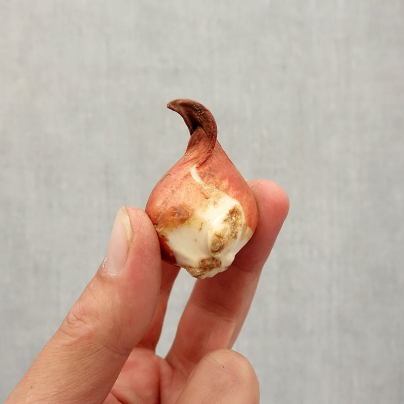 Example of Tulipa greigii Rob Verlinden Zwiebel size 11+ as you get in automne