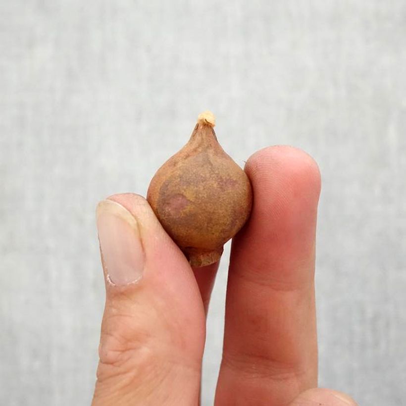 Exemplar von Niedrige Tulpe botanisch Odalisque wie im Herbst geliefert