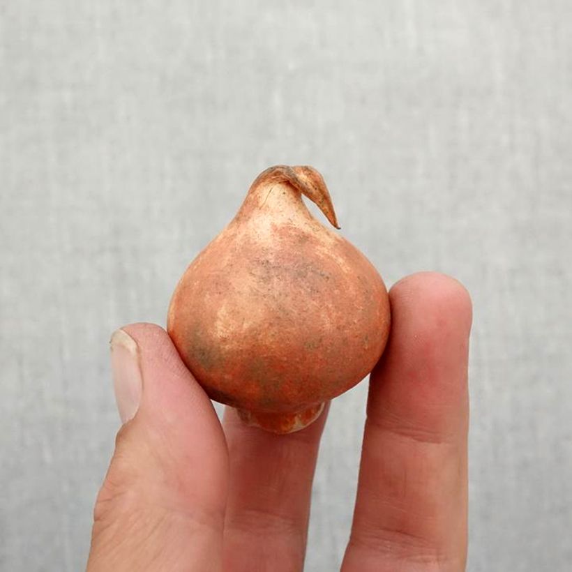 Example of Tulipa kaufmanniana Early Harvest Zwiebel size 11+ as you get in automne