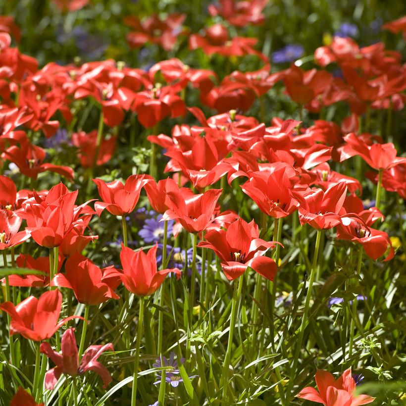 Tulipa linifolia - Leinblättrige Tulpe (Flowering)