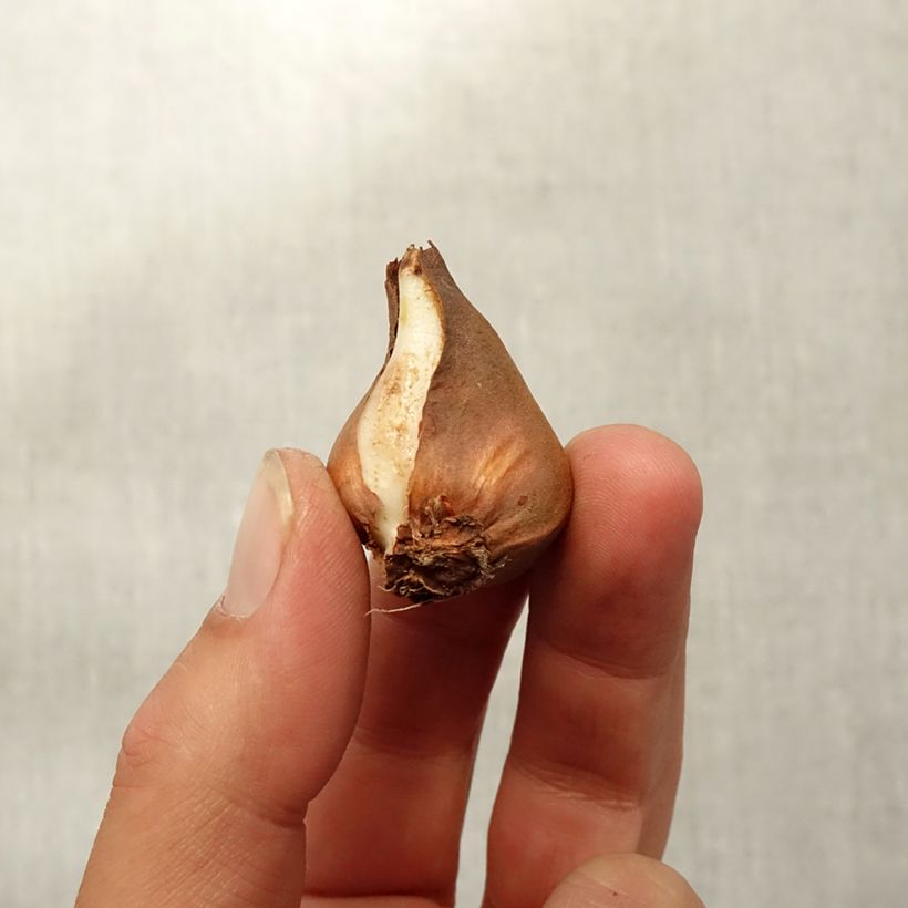 Example of Tulipa schrenkii - Schrenkis Tulpe Zwiebel size 8+ as you get in automne