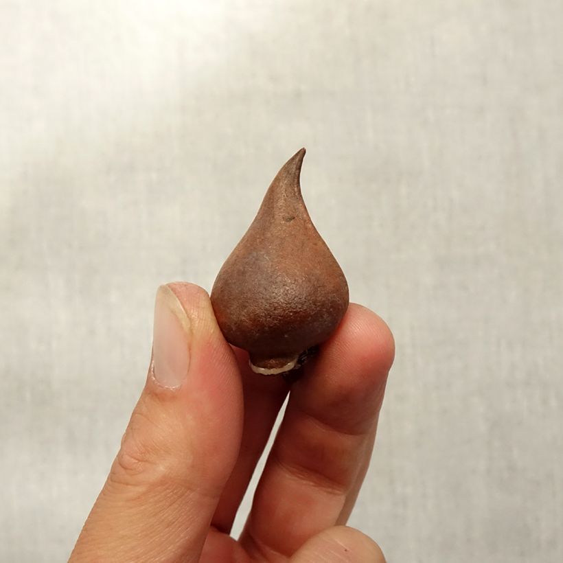 Example of Tulipa sprengeri - Sprengers Tulpe Zwiebel size 8+ as you get in automne