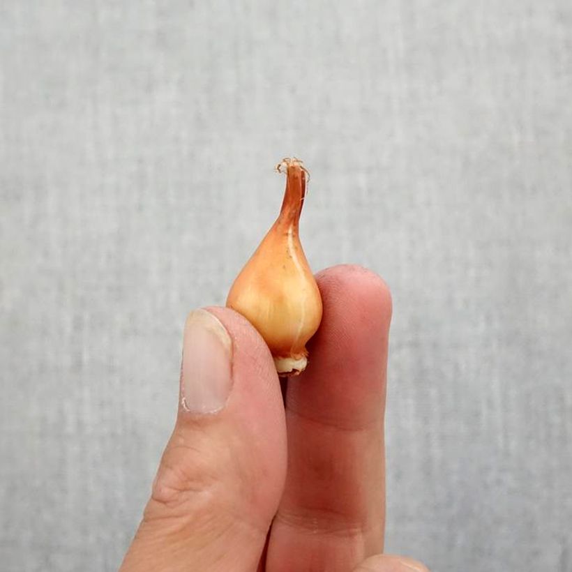 Example of Tulipa sylvestris - Wilde Tulpe Zwiebel size 5+ as you get in automne