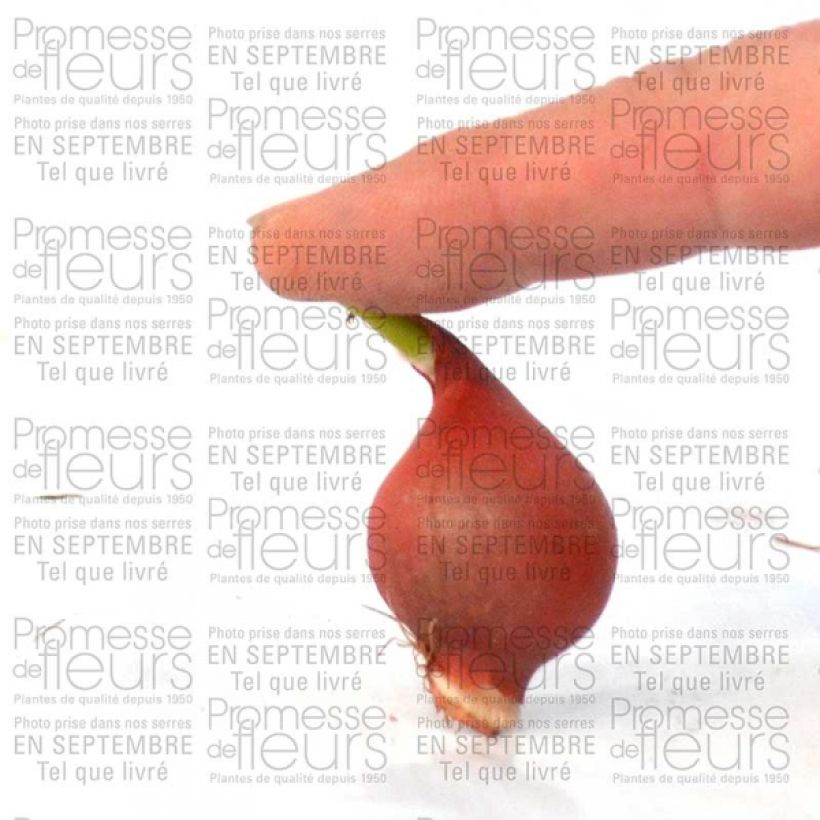Example of Tulipa turkestanica - Turkestan-Tulpe Zwiebel size 6+ as you get