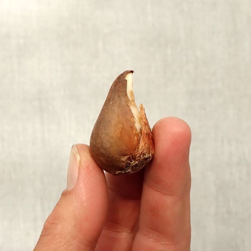 Example of Tulipa urumiensis - Urumiens Tulpe Zwiebel size 8+ as you get in automne