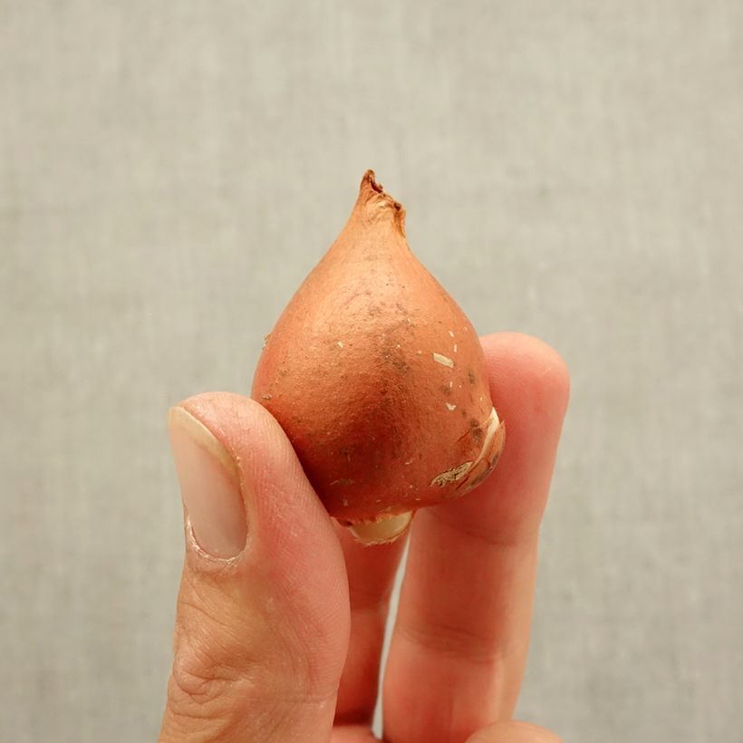 Example of Darwin-Hybrid-Tulpe Beauty of Spring Zwiebel size 12 as you get in automne