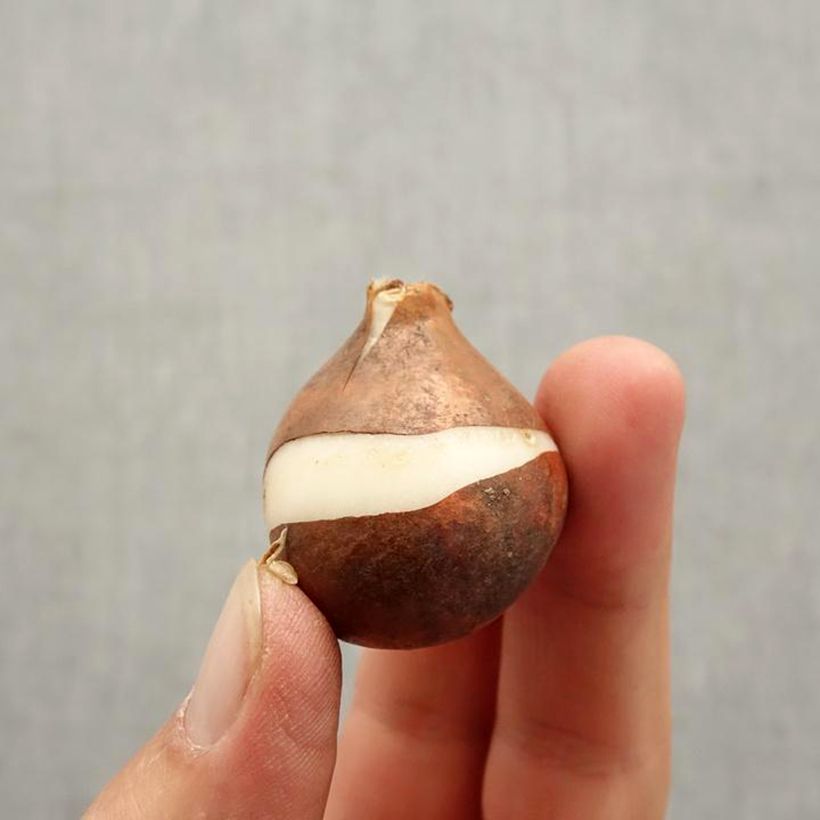 Example of Darwin-Hybrid-Tulpe Blushing Apeldoorn Zwiebel size 12+ as you get in automne