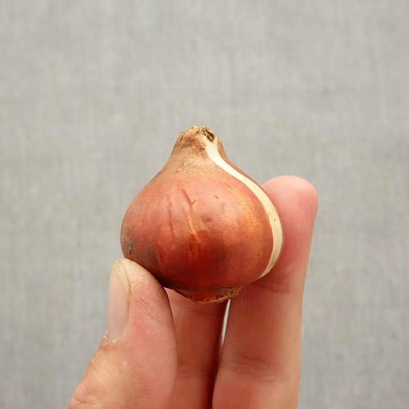Example of Darwin-Hybrid-Tulpe Jaap Groot Zwiebel size 11+ as you get in automne