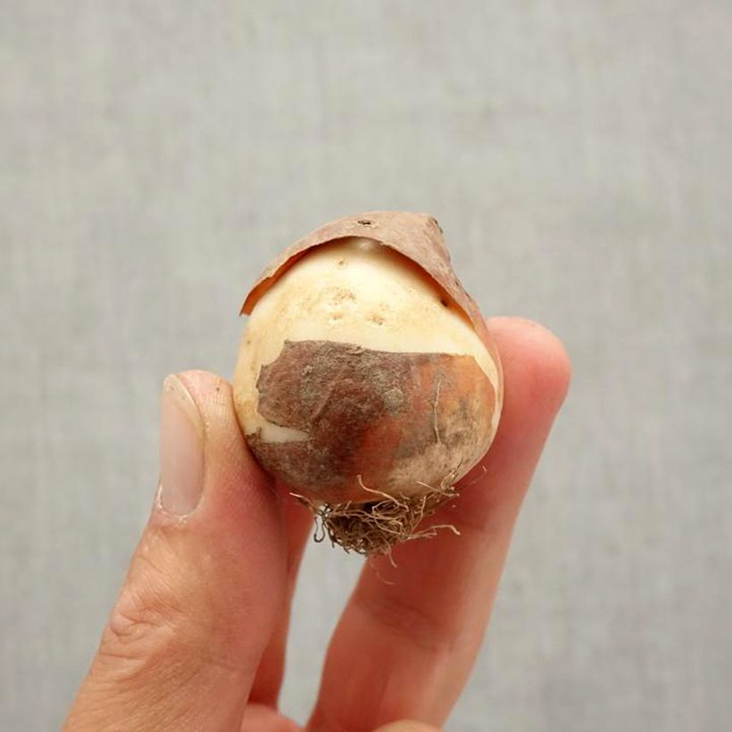 Example of Darwin-Hybrid-Tulpe Orange Lion Zwiebel size 10+ as you get in automne